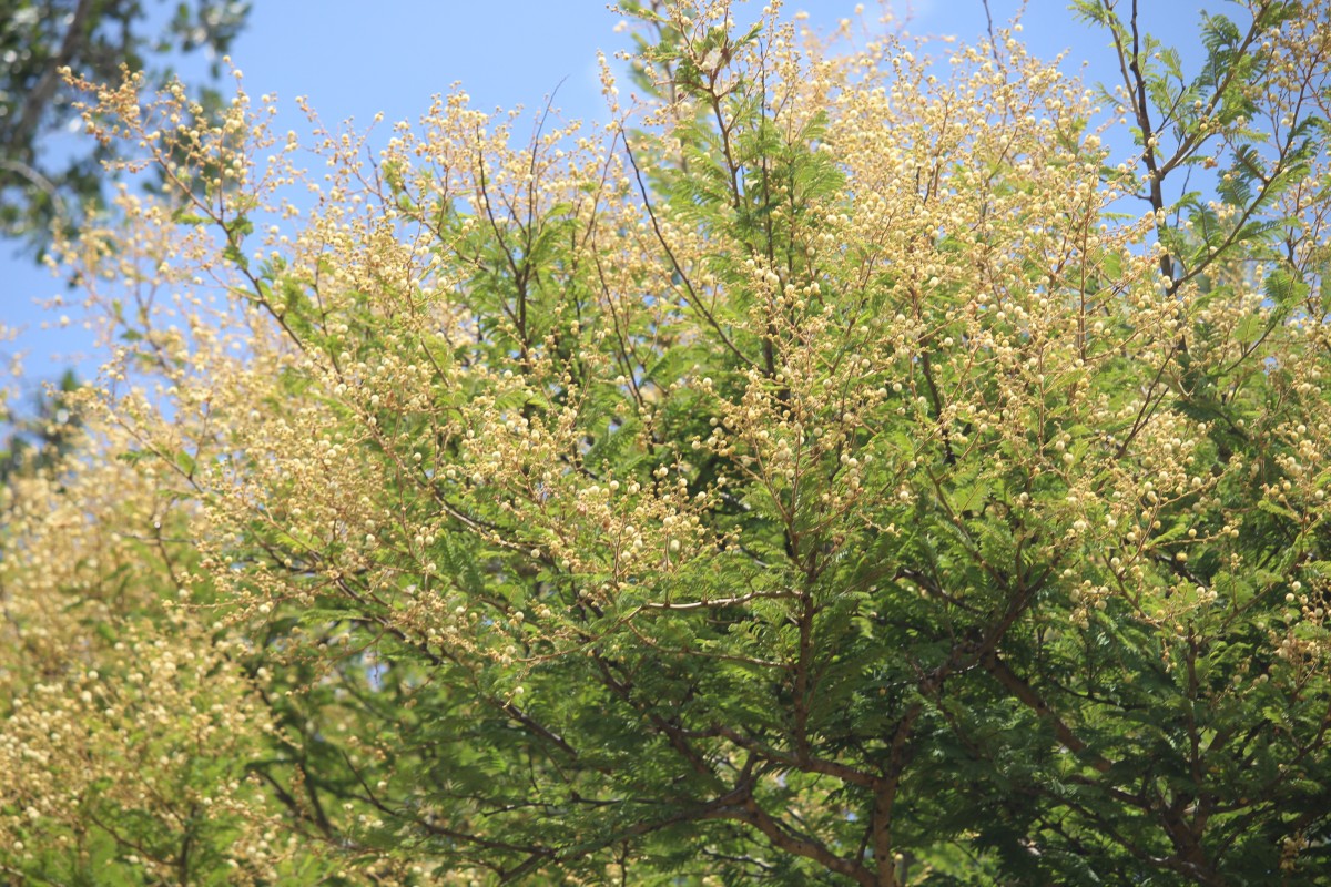 Vachellia leucophloea (Roxb.) Maslin, Seigler & Ebinger